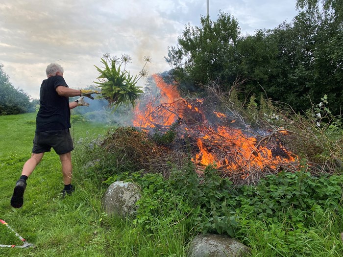 Skærmliljer med tegn på virusangreb bør destrueres, gerne ved brænding. Foto: Bodil Damgaard Petersen