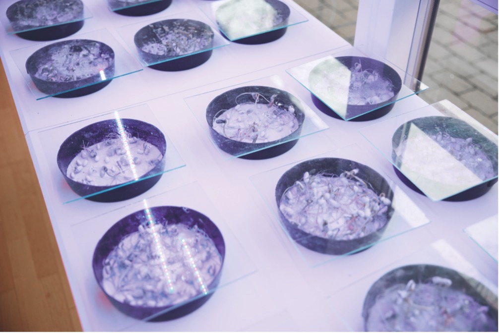 Frøspiringseksperiment, hvor frøene er sået på vatrondeller eller trækpapir og dyrkes under glasplader og med hjælp fra vækstlys. Foto: Thomas Evaldsen