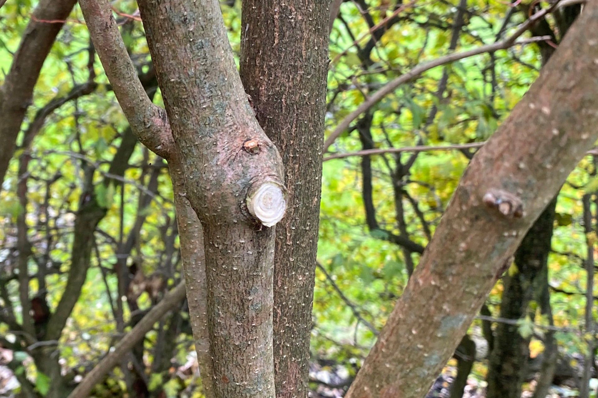 Resultatet af et rigtigt snit. Foto: Haveselskabet