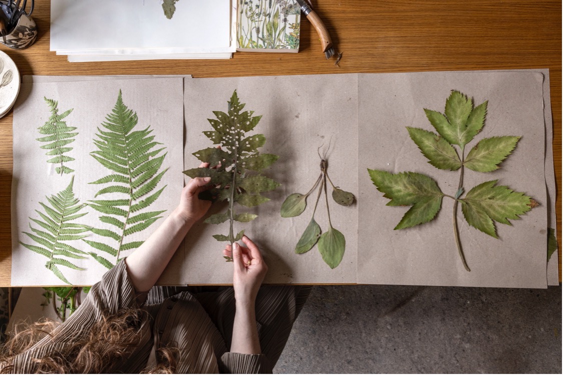 Havens planter kan presses og tørres og blive til det fineste herbarium. Foto: Mette Krull