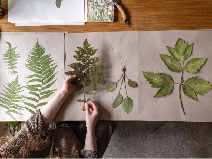 Havens planter kan presses og tørres og blive til det fineste herbarium. Foto: Mette Krull