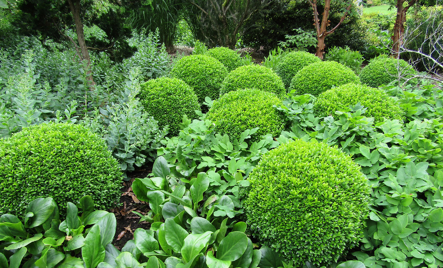 Buksbom Foto Flickr Leonora Ellie Enking