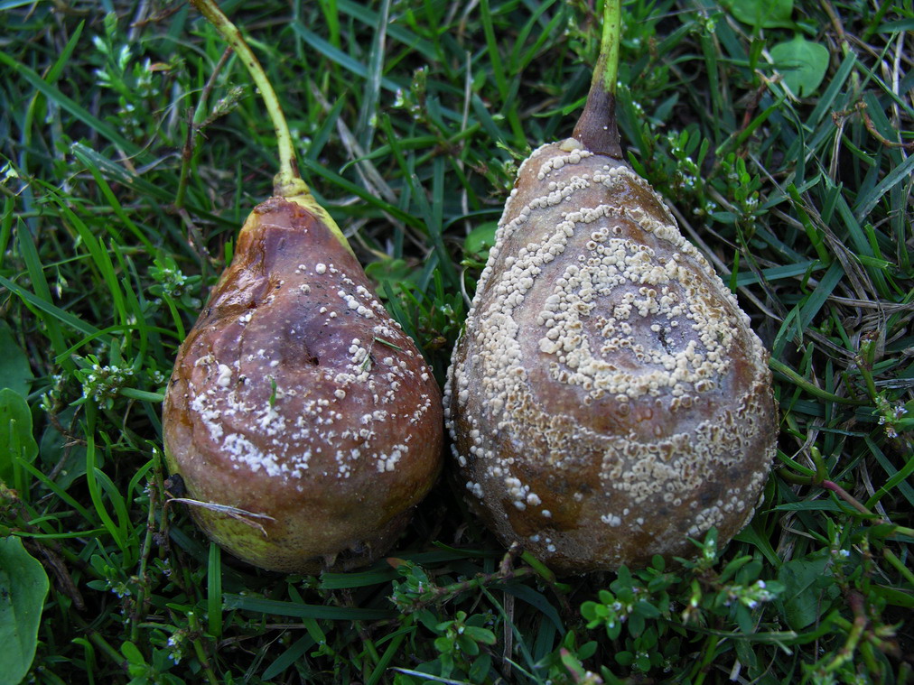 Gul monilia, 'Monilia fructigena', på pære med de genkendelige hvidlige sporehobe i ringe. Foto: Wikimedia 