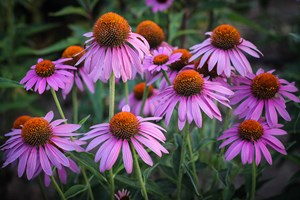 Havepurpursolhat, Echinacea purpurea 'Magnus'. Foto: Istockphoto