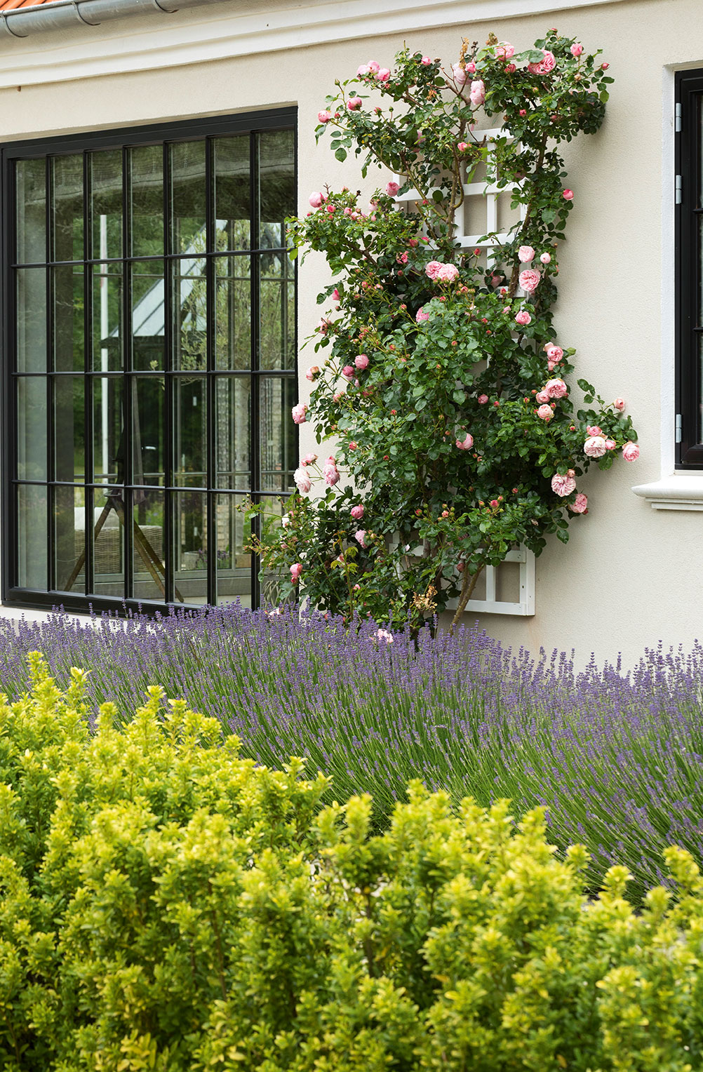 Lavendler er gode i selskab med roser, hvor de kan dække rosens bare ben. Her er plantet en lang lavendelhæk langs muren under en espalieret rose. Foto: Ann Malmgren 