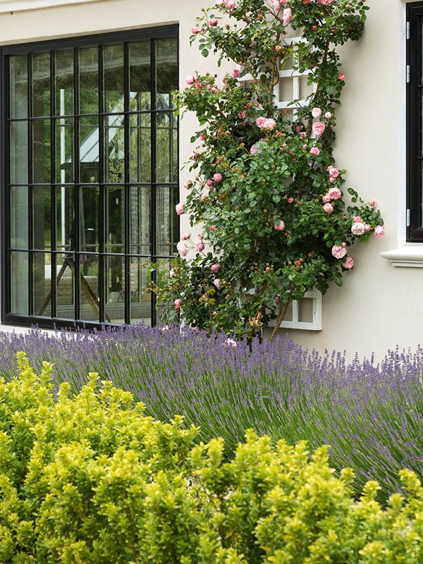 Lavendler er gode i selskab med roser, hvor de kan dække rosens bare ben. Her er plantet en lang lavendelhæk langs muren under en espalieret rose. Foto: Ann Malmgren