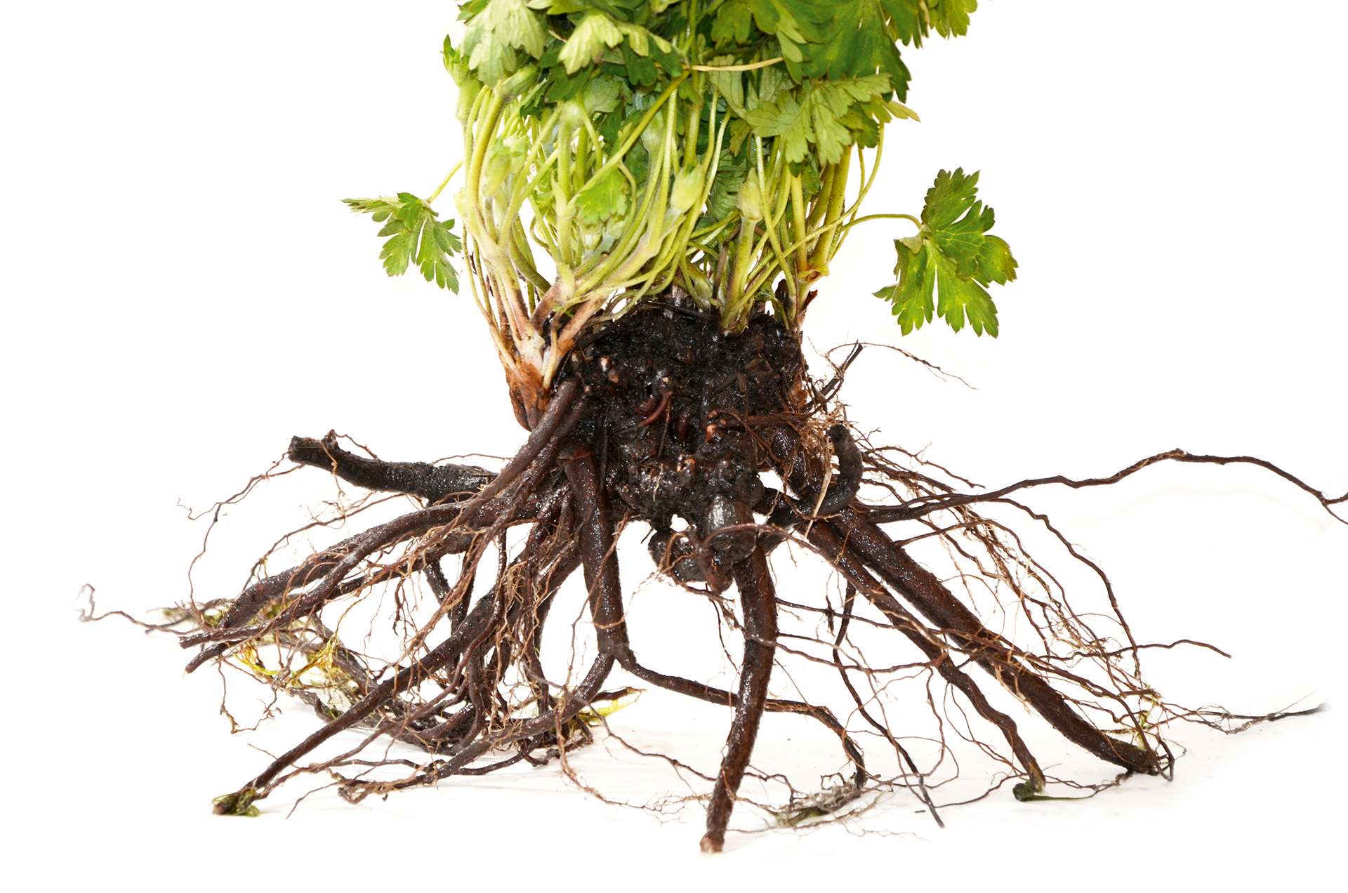 Roden af en storkenæb. Foto: Haveselskabet