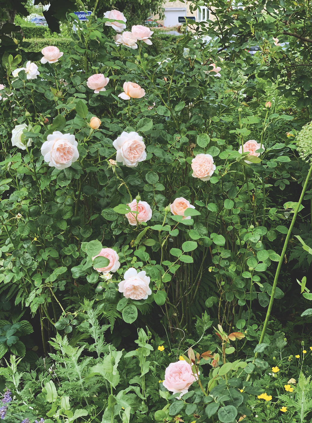 Rose 'Queen of Sweden'. Foto: Jeanette Thysen