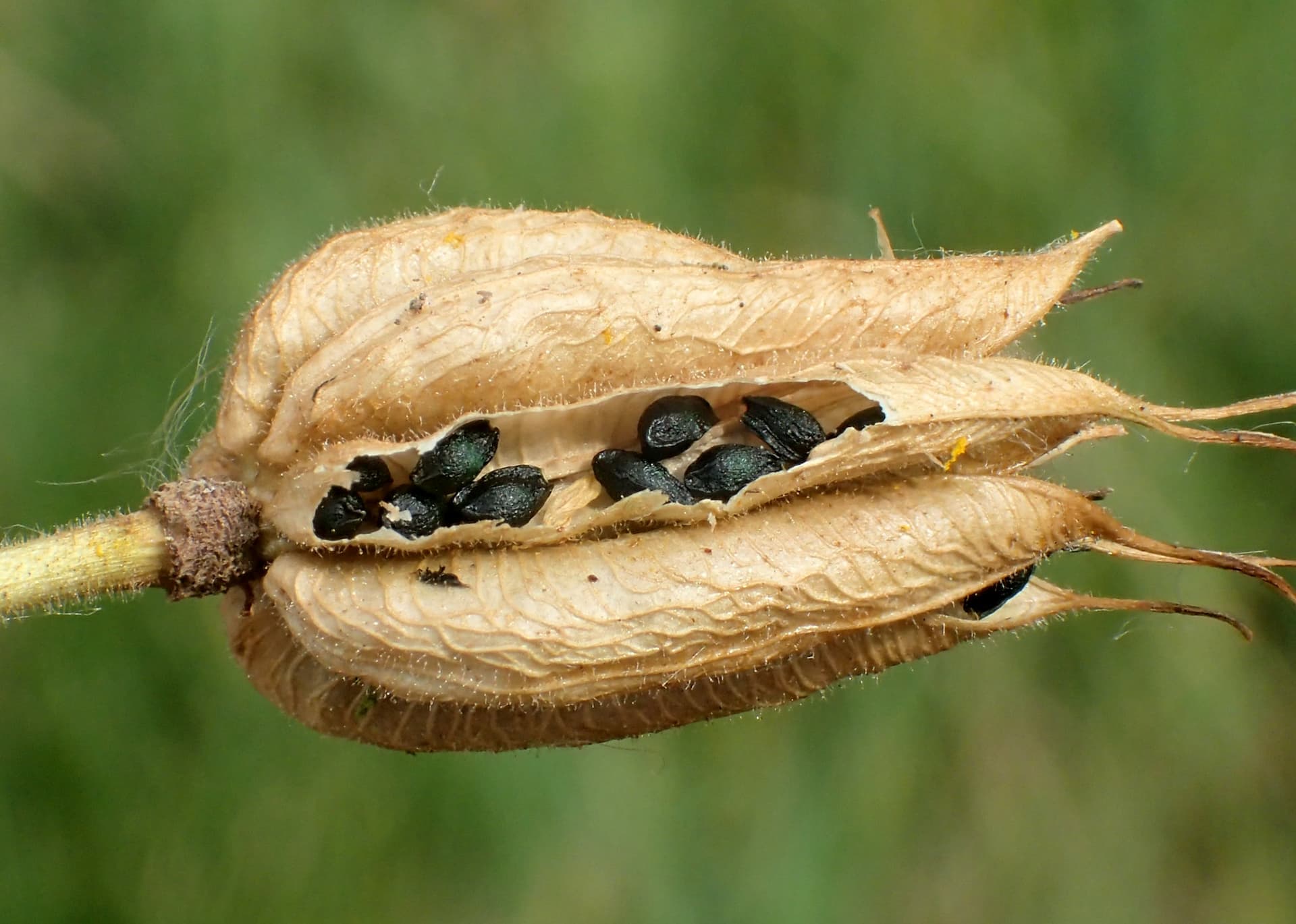 Moden frøkapsel på akeleje. Foto: Flickr/Brenda Dobbs