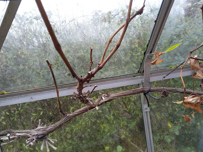 På hovedgrenen her går en kraftig sidegren ud. Det er årsskuddene på denne, som skal beskæres. Foto Haveselskabet