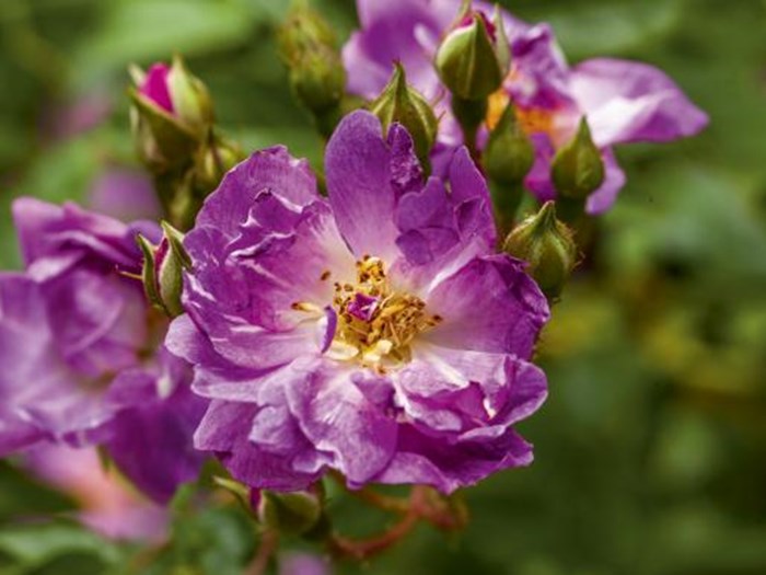 Slyngrosen 'Veilchenblau'. Foto: Ann Malmgren