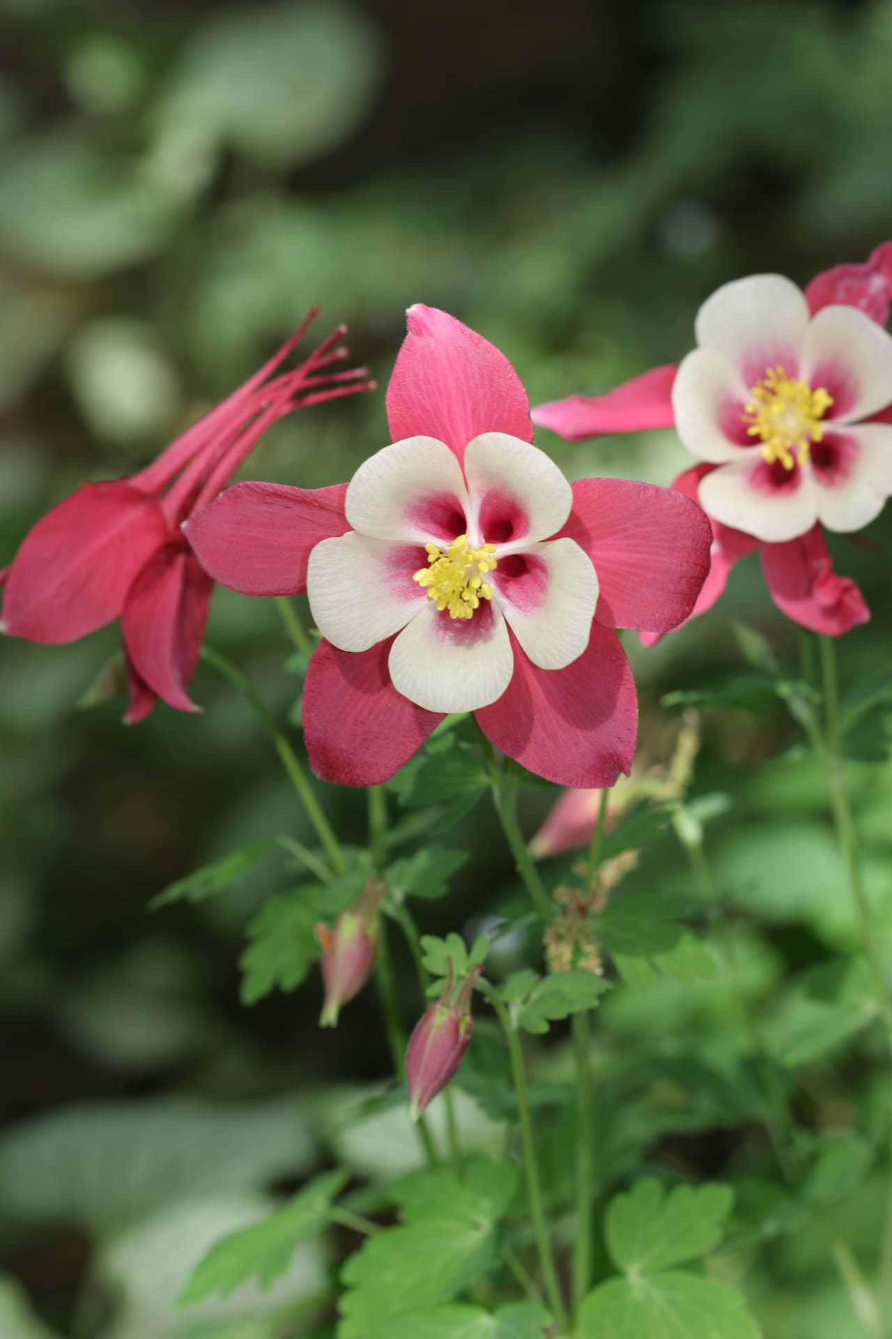 oloradoakeleje, Aquilegia coerúlea. Foto: Flickr/ Andrey Zharkikh 