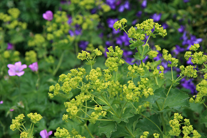Lodden løvefod, Alchemilla mollis. Foto: Lisbeth Hvid