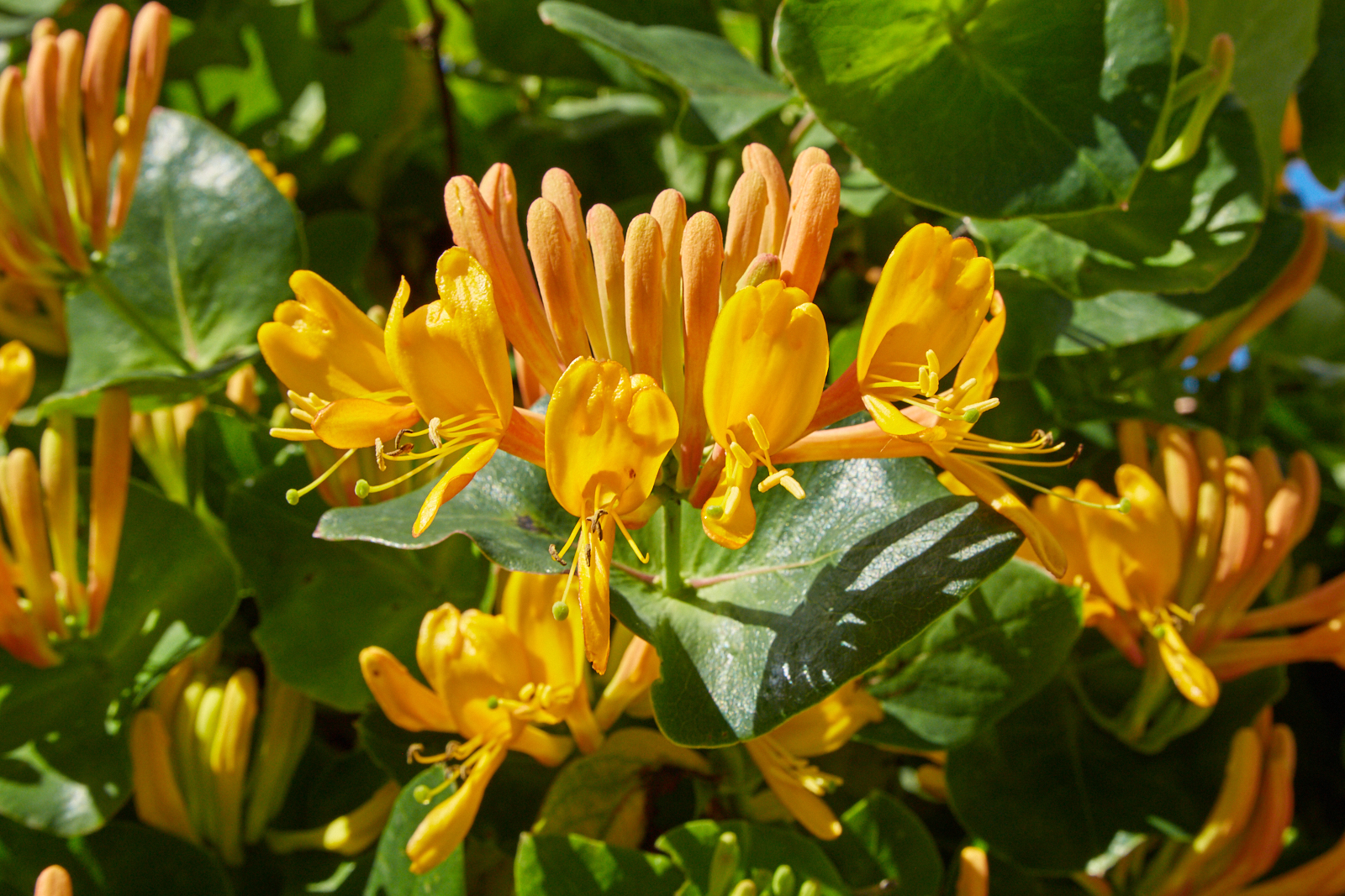 Guldkaprifolie, Lonicera x tellmanniana. Foto: Wikimedia