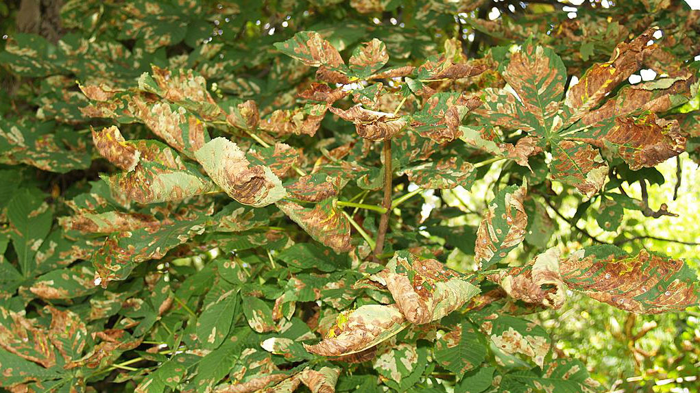 Hestekastanje angrebet af kastanjeminérmøl. Foto: Magnus Gammelgaard. 