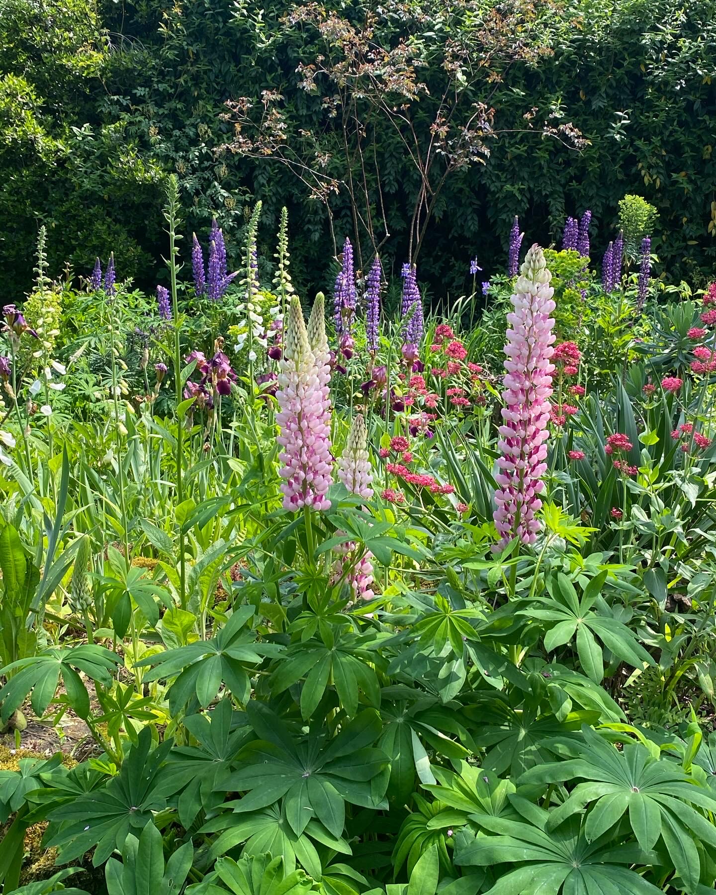 Lupin. Mangebladet lupin, staudelupin er invasiv. Staudebed. Haveselskabet