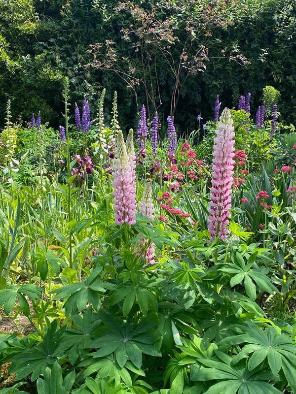 Lupin. Mangebladet lupin, staudelupin er invasiv. Staudebed. Haveselskabet
