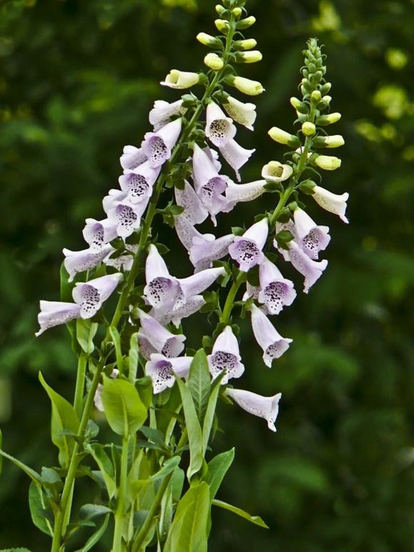 Fingerbøl, Digitalis 'Camelot Lavender'. Foto: Mondays child