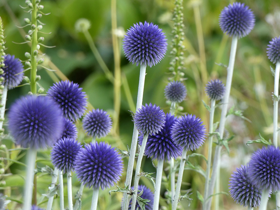 Tidselkugle, Echinops ritro. Foto: Flickr / Linda De Volder Kopier