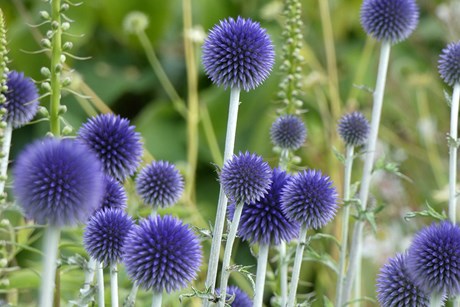 Tidselkugle, Echinops ritro. Foto: Flickr / Linda De Volder Kopier
