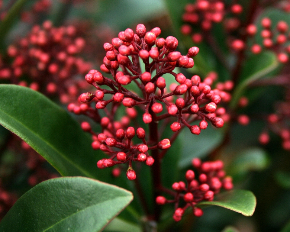 Skimmia. Foto: Flickr