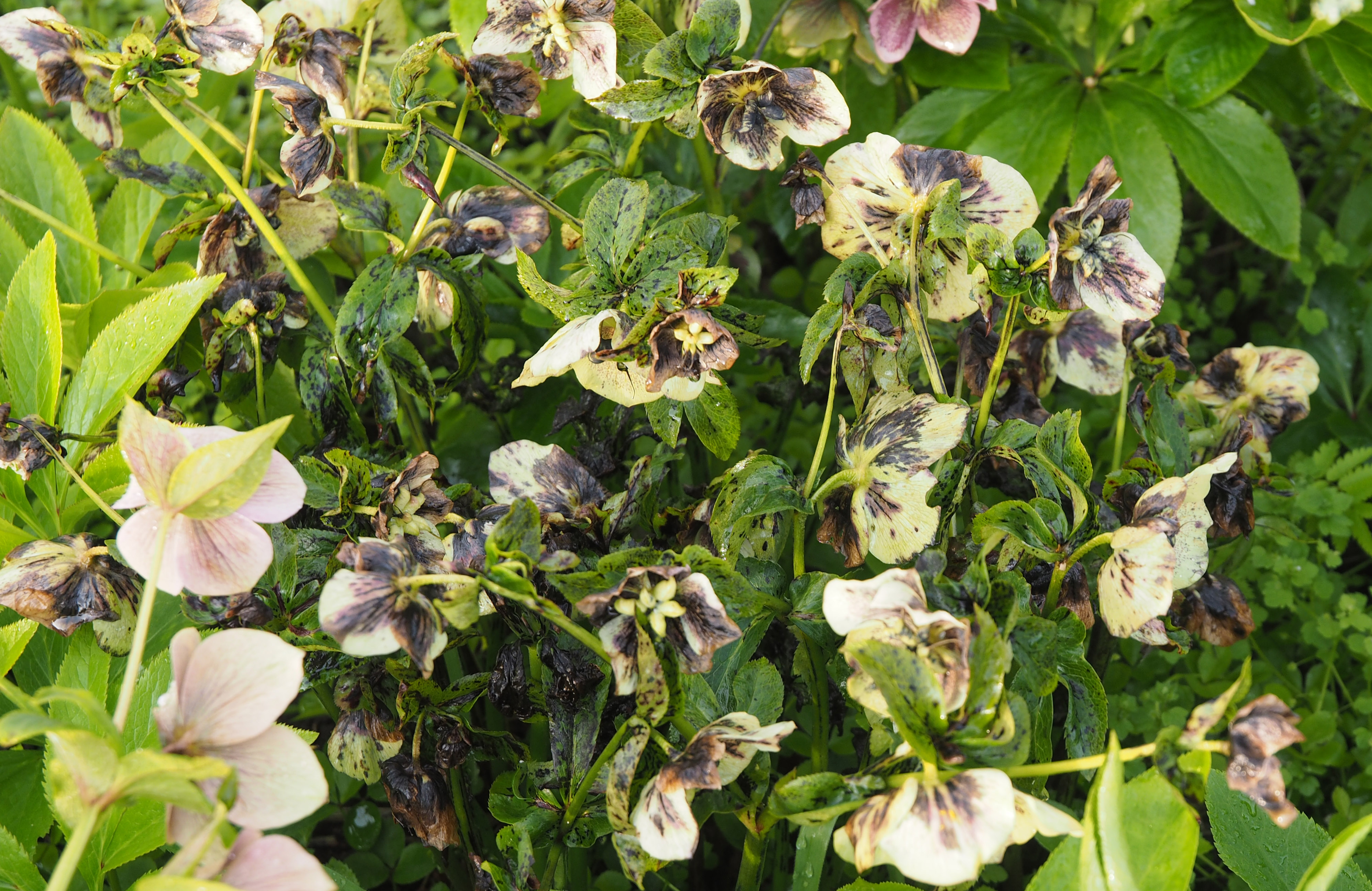 Også blomsterne kan vise symptomer på Hellebora Black Death. Foto: Magsnus Gammelgaard.