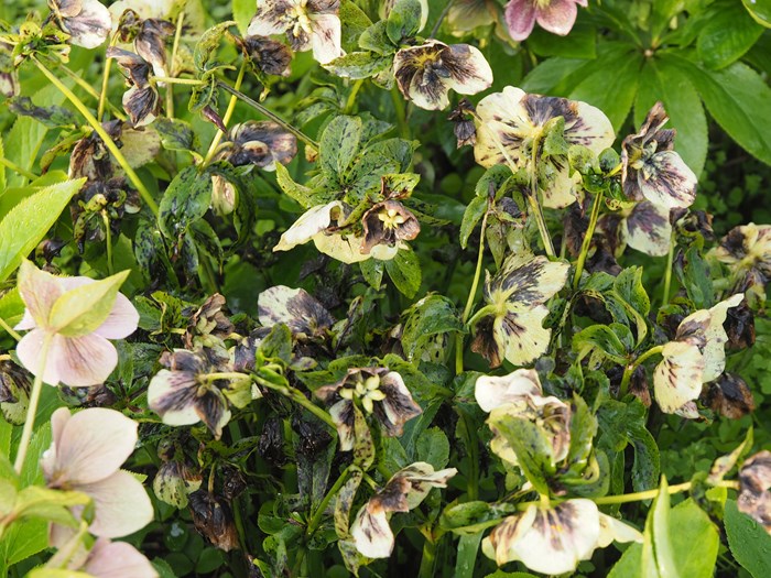 Også blomsterne kan vise symptomer på Hellebora Black Death. Foto: Magsnus Gammelgaard.
