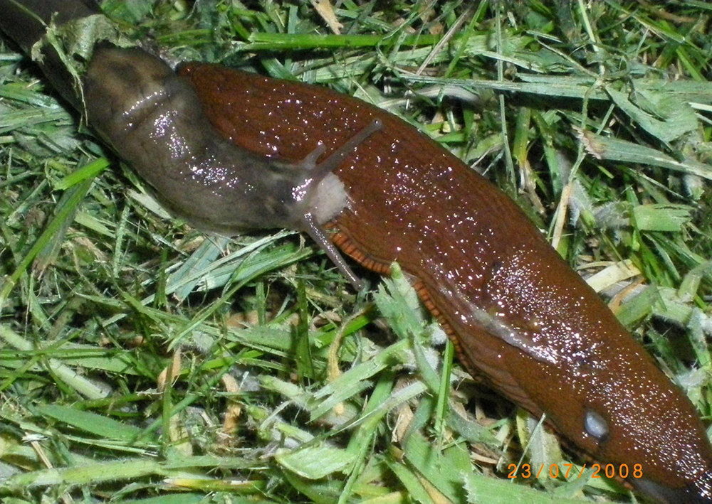 Plettet gråsnegl angriber dræbersnegl. Foto Vagn Nielsen