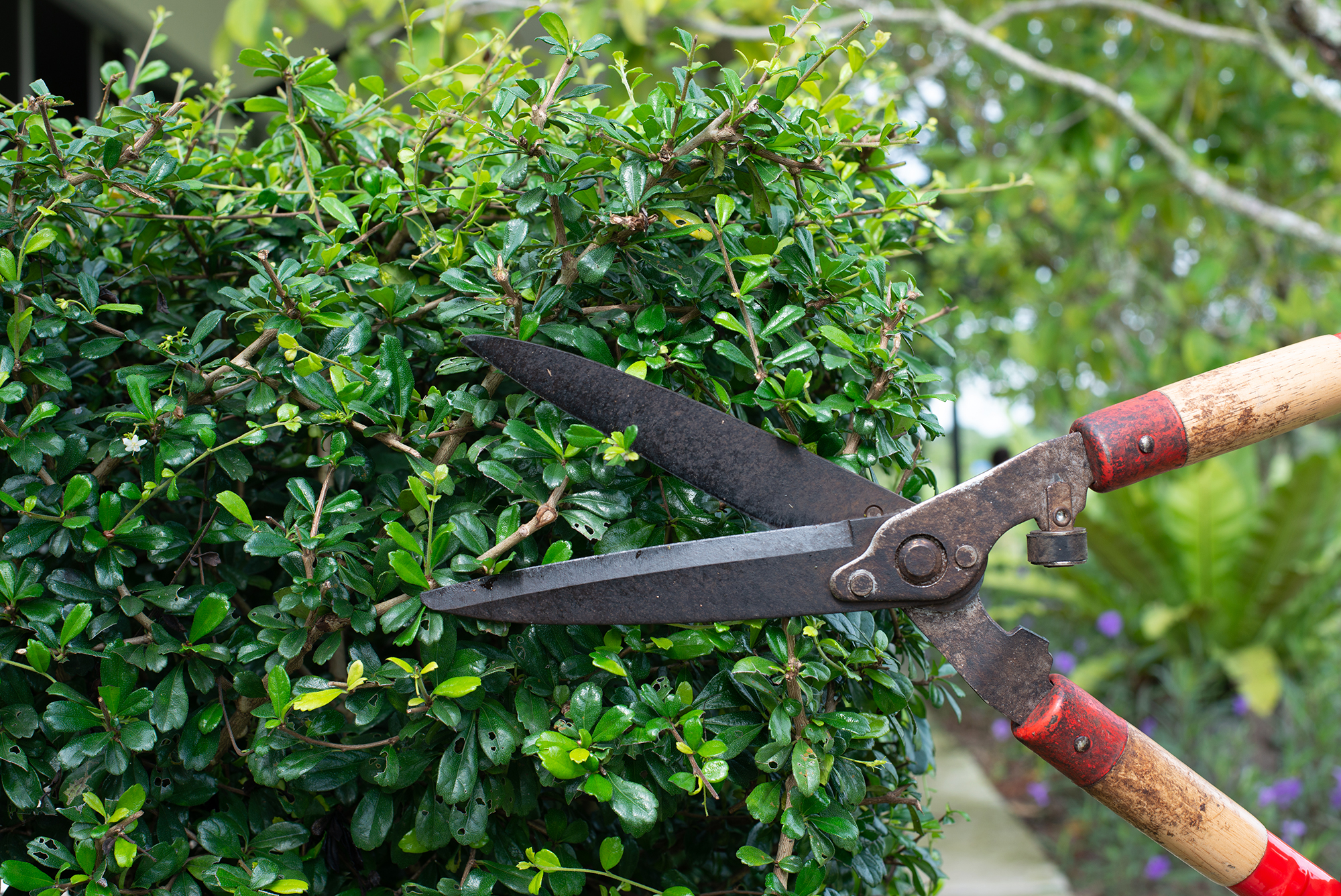Formklipning af buskbom. Foto: iStock