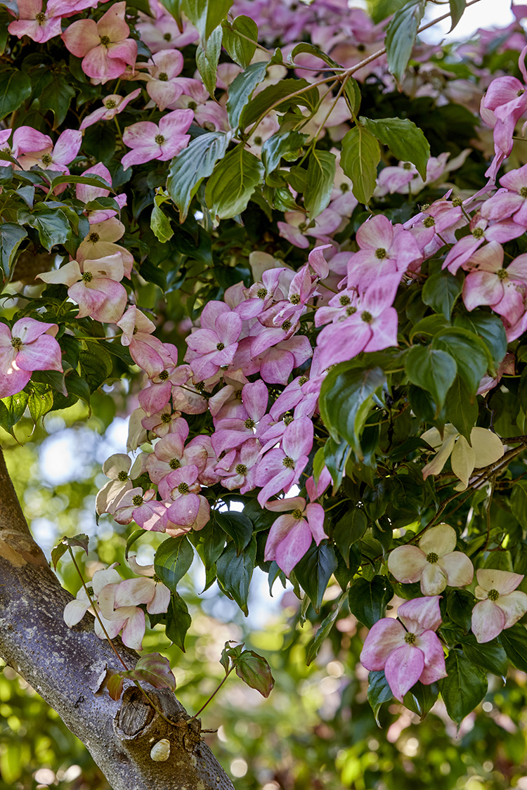 ‘Satomi’ (syn. ‘Miss Satomi’) er en hurtigvoksende sort. Svøbbladene er lyserøde til dybt gammelrosa, jo mere sol, der rammer svøbbladene, jo rødere bliver de. Det er også en sort med en pålidelig flot rød-bordeaux høstfarve. Foto: Mette Krull.
