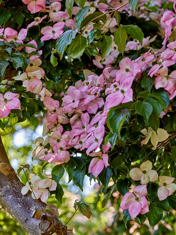 ‘Satomi’ (syn. ‘Miss Satomi’) er en hurtigvoksende sort. Svøbbladene er lyserøde til dybt gammelrosa, jo mere sol, der rammer svøbbladene, jo rødere bliver de. Det er også en sort med en pålidelig flot rød-bordeaux høstfarve. Foto: Mette Krull.