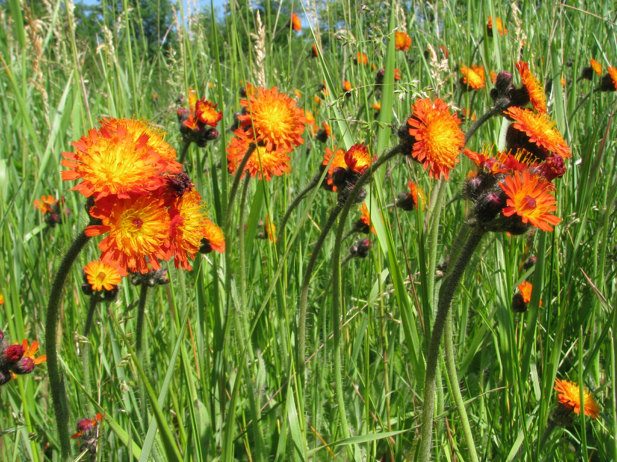 Pomeranshøgeurt. Foto: Flickr / Kerry Woods