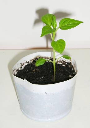 Lille chiliplante i potte