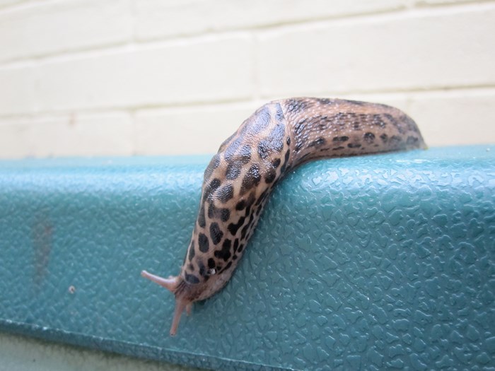 Plettet gråsnegl. Foto: Flickr/Rhonddawildlifediary