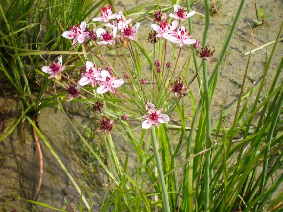 Brudelys, Butomus umbellatus. Foto: Flickr/Armin S. Kowalski