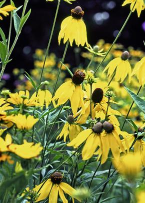 Ratibida, Ratibida pinnata. - Fotograf: GAP Photos/Trevor Nicholson Christie.