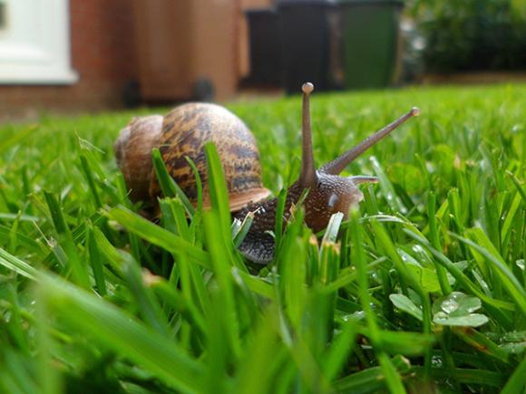 Plettet voldsnegl. Foto: iStock