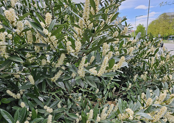 Laurbaerkirsebaer. Foto: Flickr / Andrea Schieber