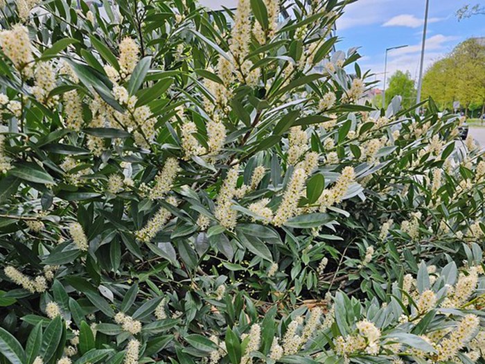 Laurbaerkirsebaer. Foto: Flickr / Andrea Schieber