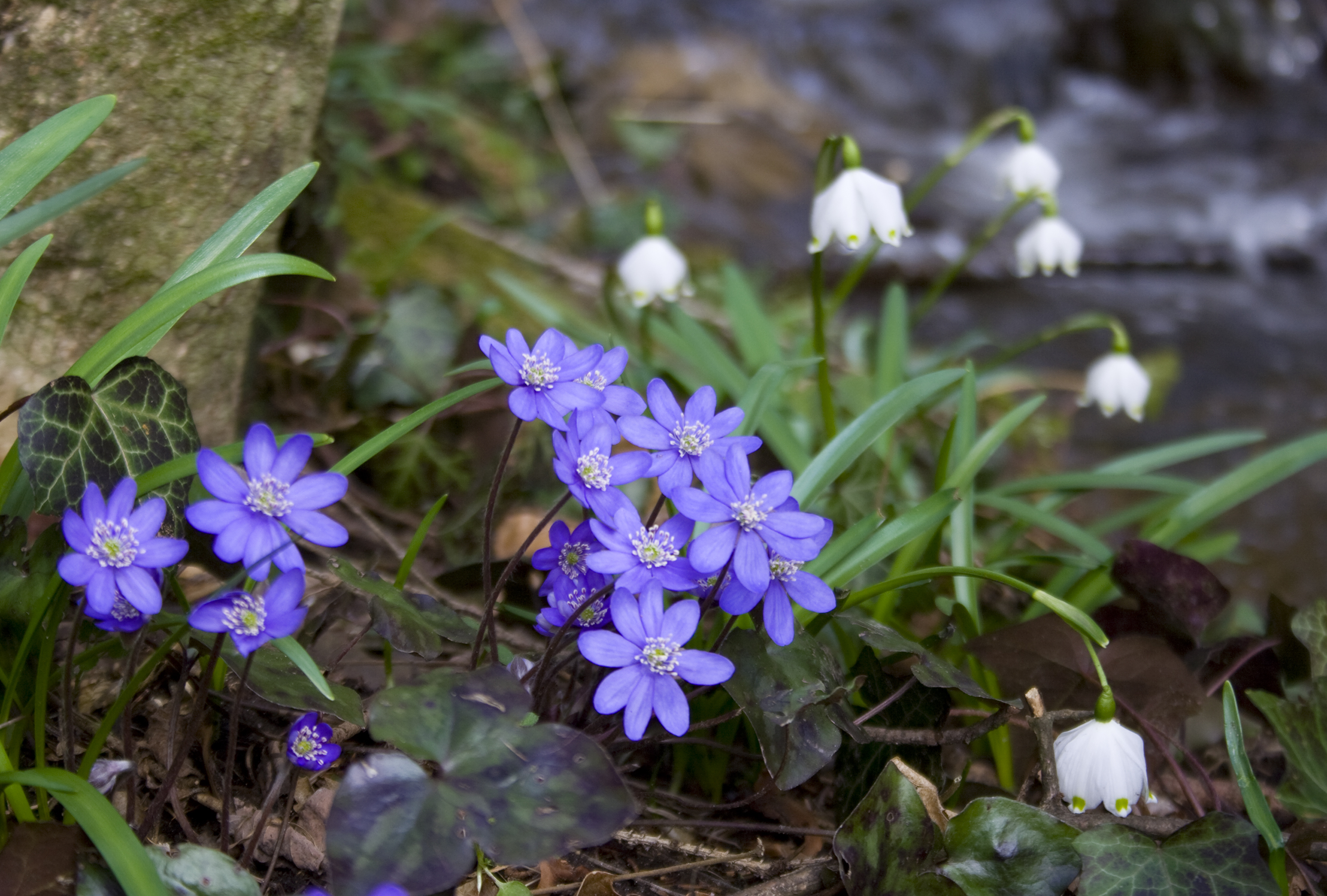 Blå anemone. Foto: Istock/Crossbrain66