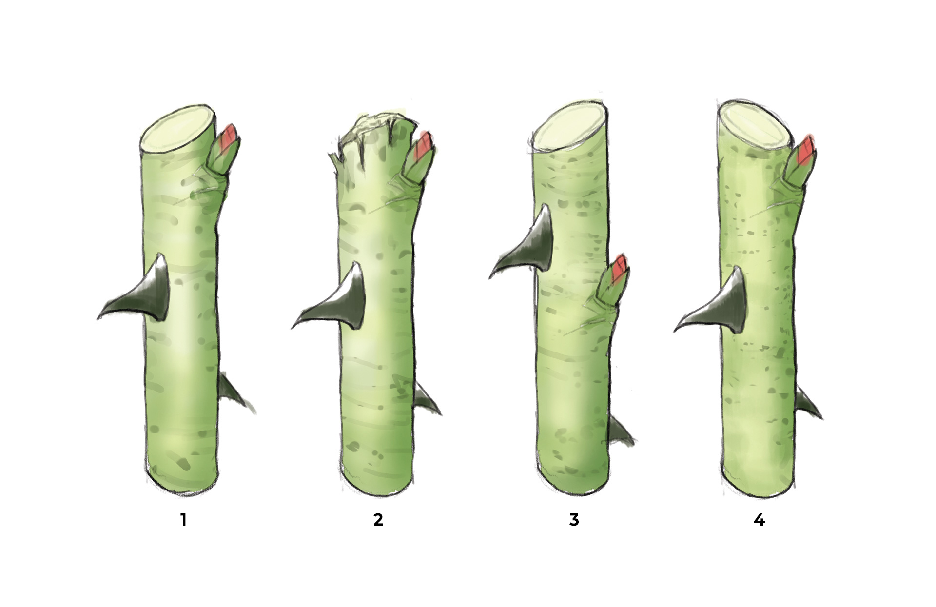 1. Korrekt skråsnit 2. Flosset, dårligt snit 3. Snit for højt over knoppen 4. Ukorrekt skråsnit der vender ned mod knoppen. Illustration: Per O. Jørgensen