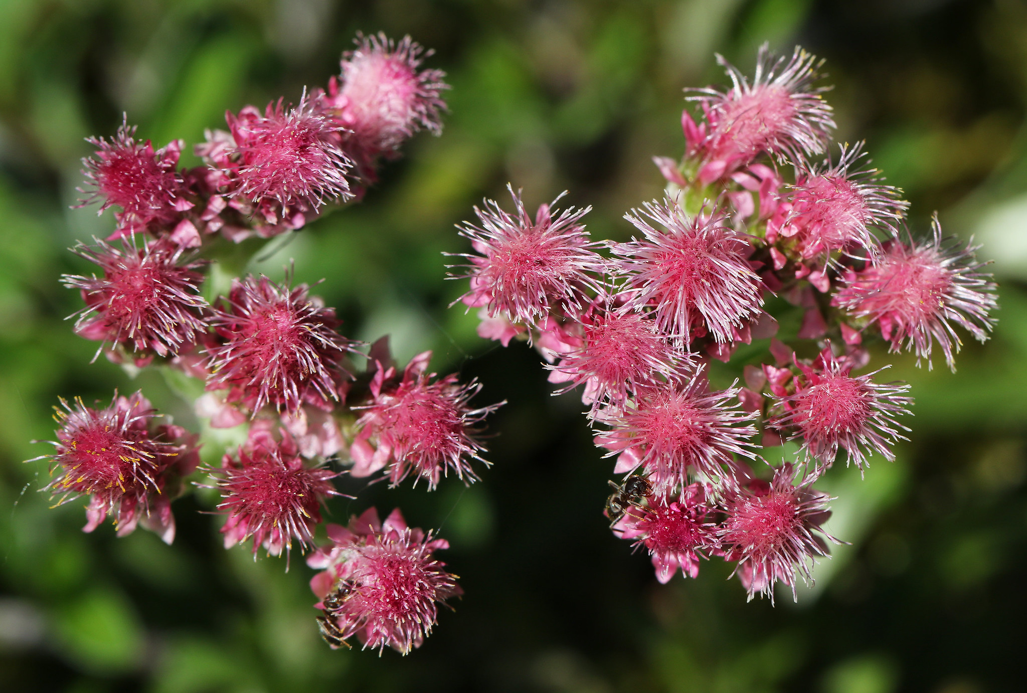 Kattefod, Antennaria dioica. Foto: Flickr/ Ingeborg Van Leeuwen
