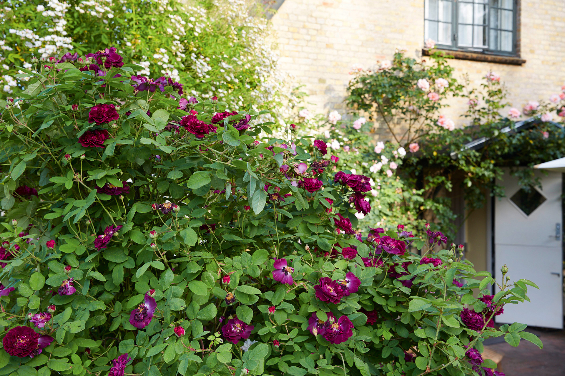 Den historiske rose 'Tuscany'. Foto: Thomas Evaldsen