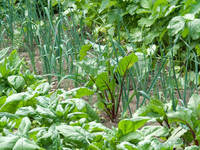 Hvordan dyrker du køkkenhave? Se mere i Haveselskabets køkkenhaveskole. Foto: GAP
