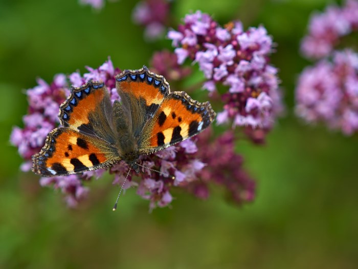 Sommerfuglen nældens takvinge. Haveselskabet