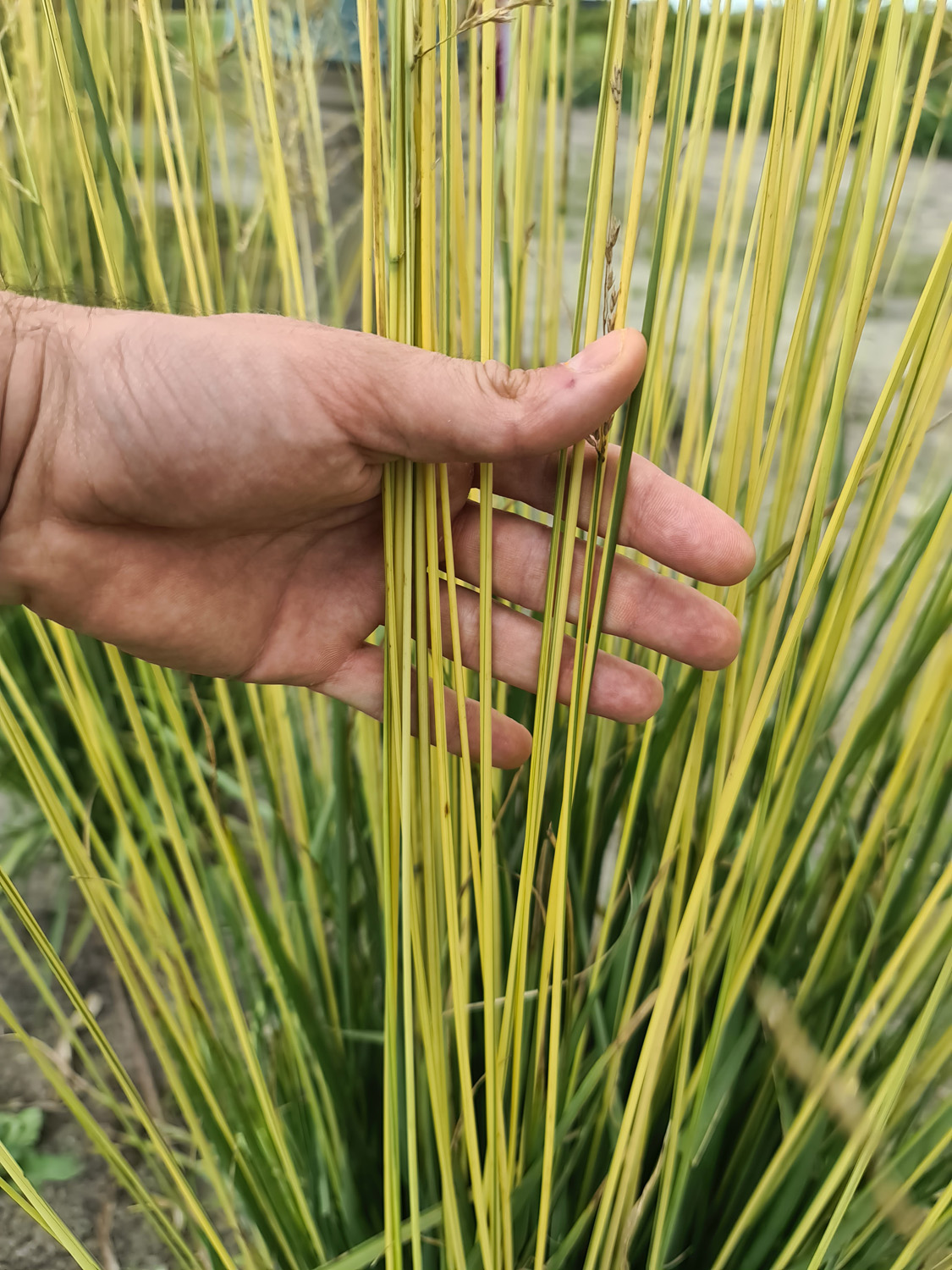 Stor pibegræs, Molinia arundinacea Norðic 'Tiki Lights'. Foto: Staudegaarden