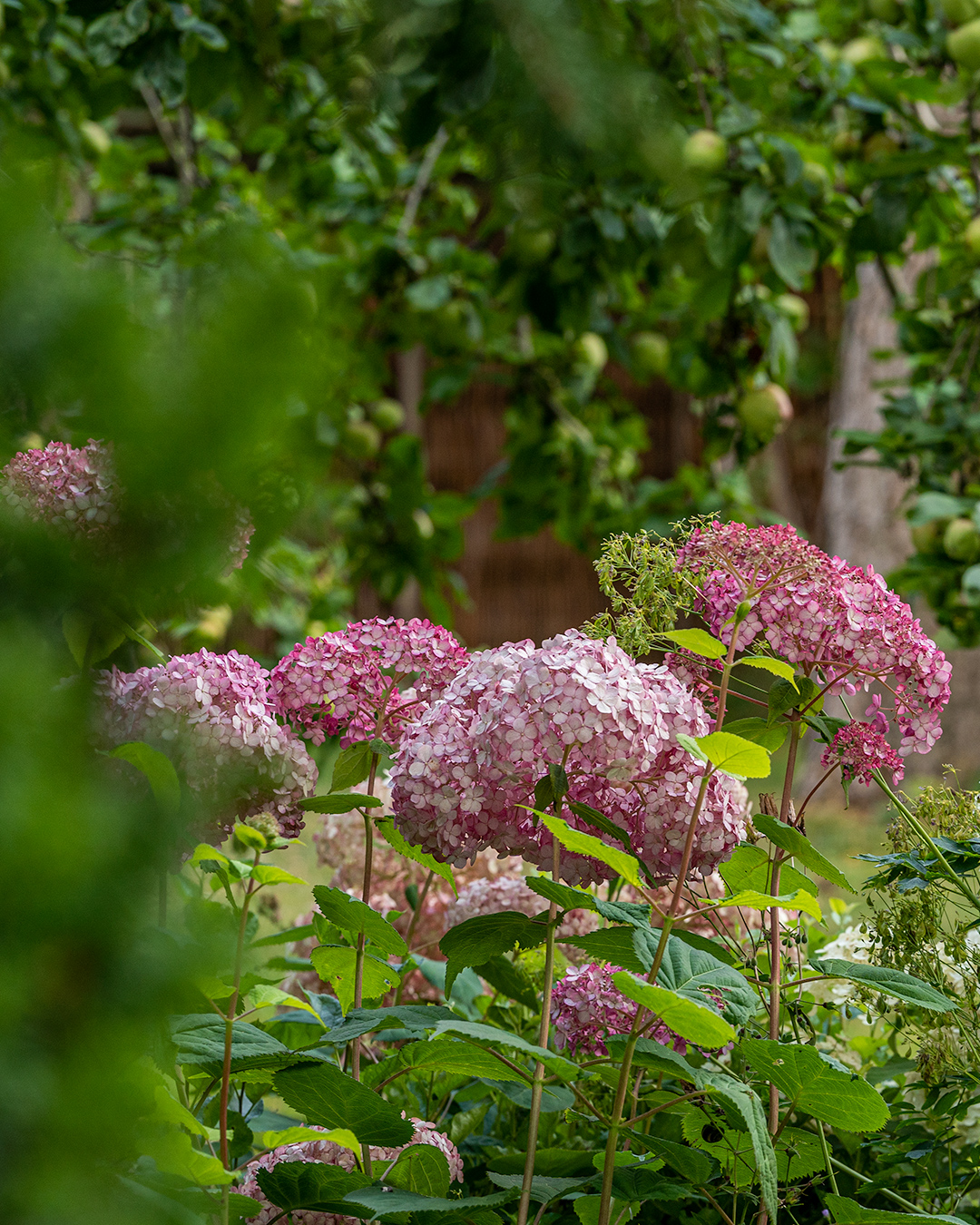 Træagtig hortensia, Hydrangea arborescens ’Pink Annabelle’® .