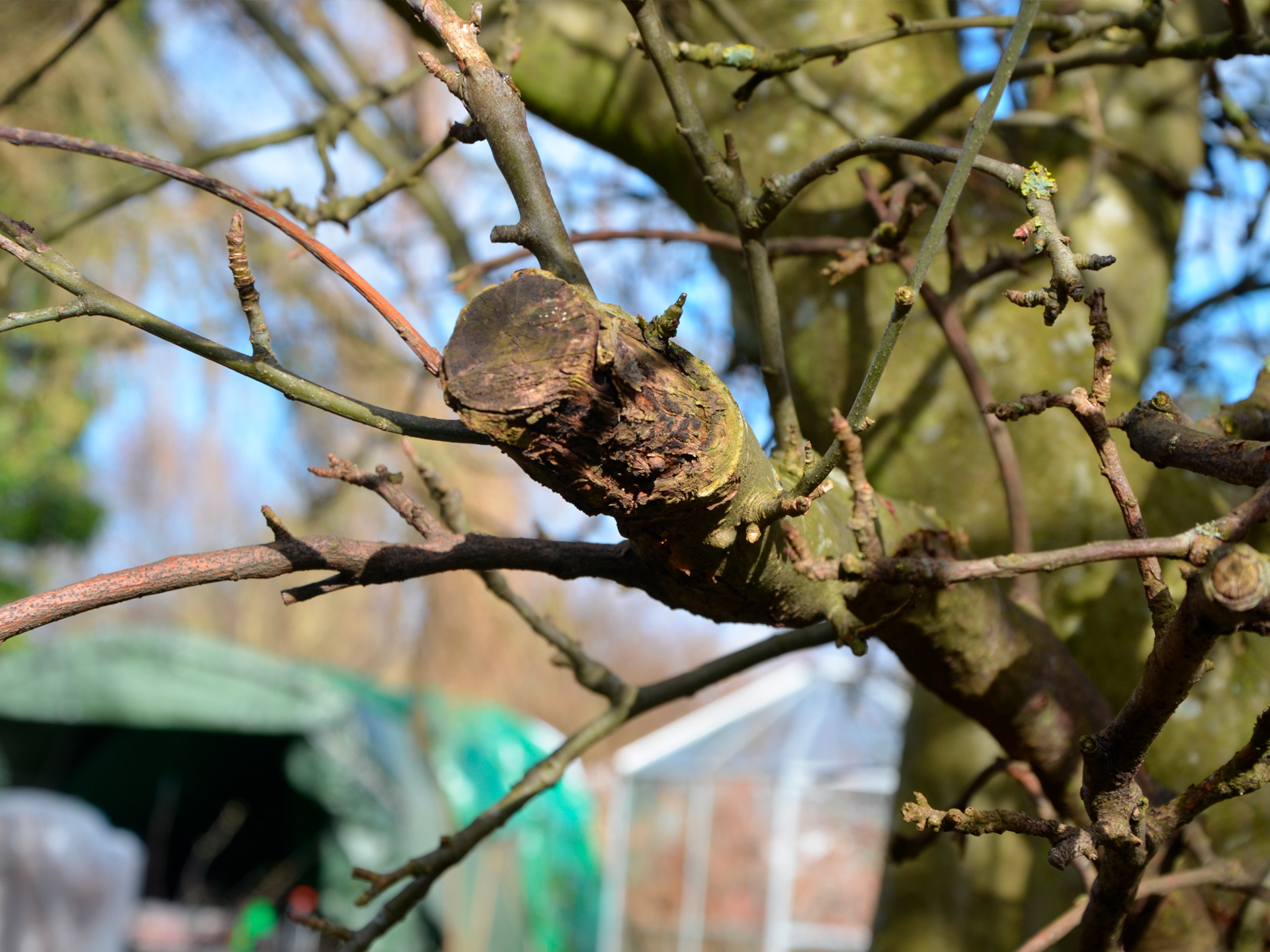Stabbe efter forkert beskæring. Foto: Haveselskabet