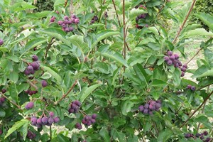Aroniarøn, x Sorbaronia 'Burka'. Foto: GC Plant