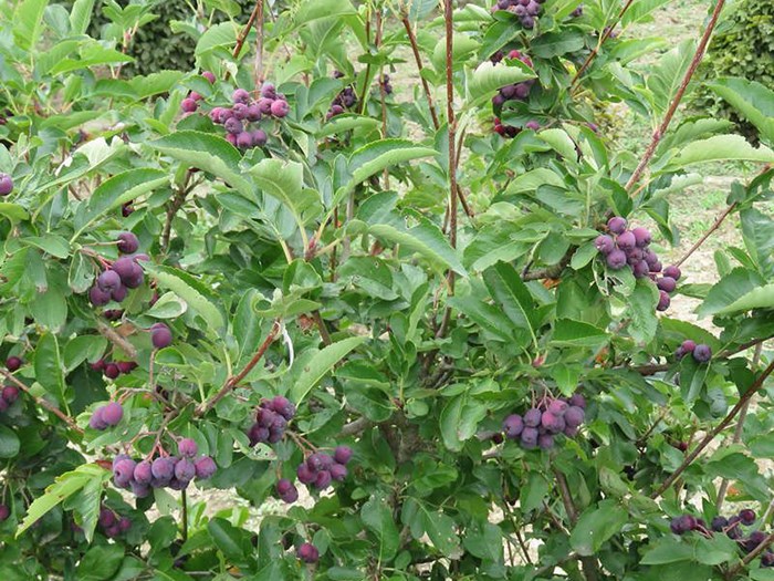 Aroniarøn, Sorbus x 'Burka'. Foto: GC Plant